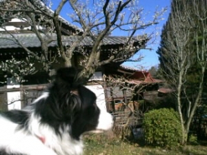 2009年梅と犬
