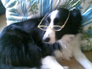 メガネ犬