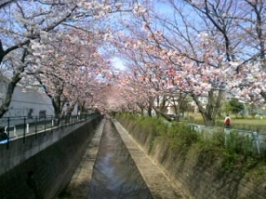 2009年桜