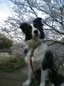 2009年桜と犬