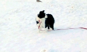 雪と犬