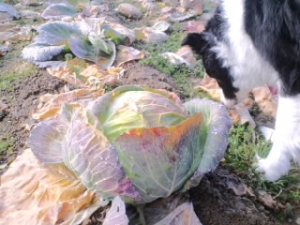 冬キャベツ
