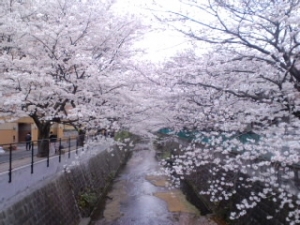 201004桜