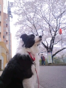 201004桜とアシスタント犬