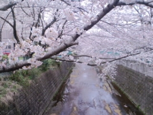 201004桜