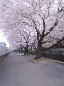 201004桜