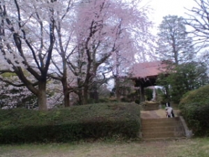 201004桜
