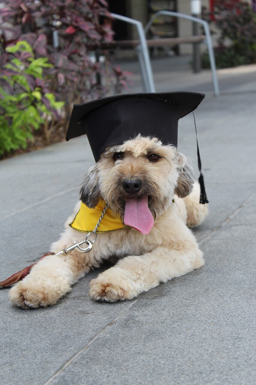 Graduation Pudle Happy Dog  - andrescarlofotografia / Pixabay