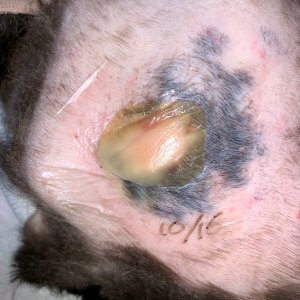 bedsores Left shoulder 20181016_1200