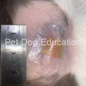 bedsores Left shoulder 20181027_1200