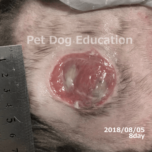 bedsores_20180805_8_k