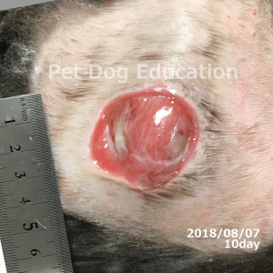 bedsores_20180807_10_k