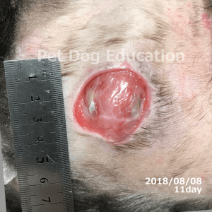 bedsores_20180808_11_k