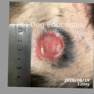 bedsores_20180819_22_k