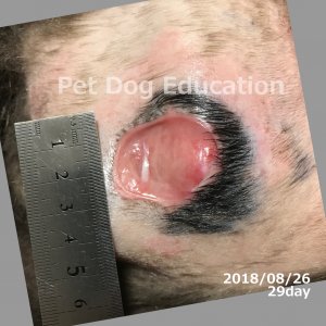 bedsores_20180826_29_k