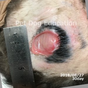 bedsores_20180827_30_k