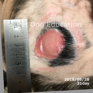 bedsores_20180828_31_k