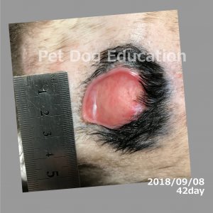 bedsores_20180908_42_k