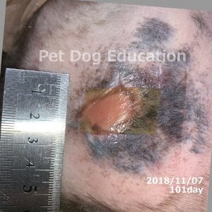 bedsores_20181107_101